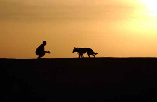 sunset working dog horizon