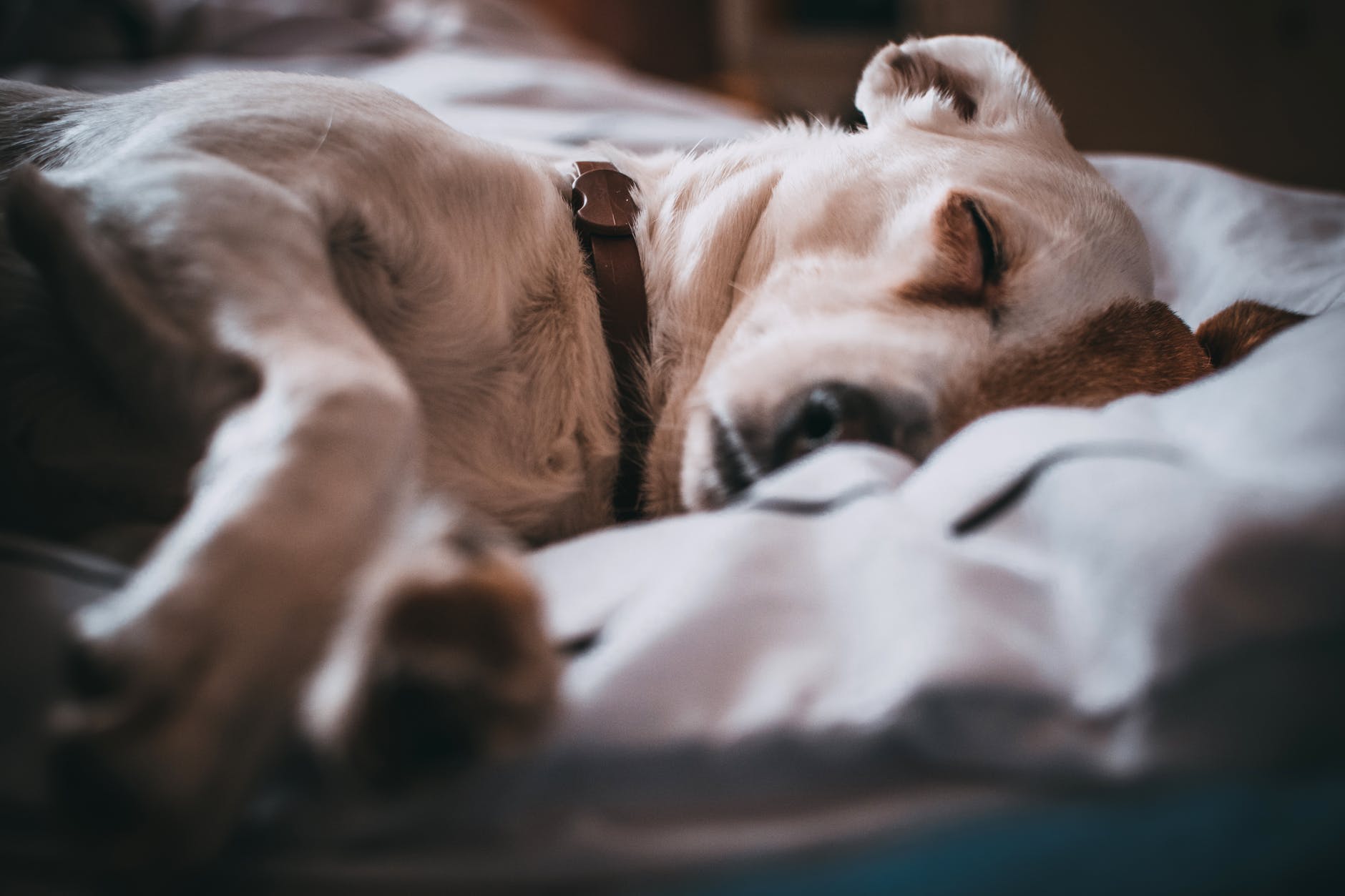 close up photography of sleeping dog
