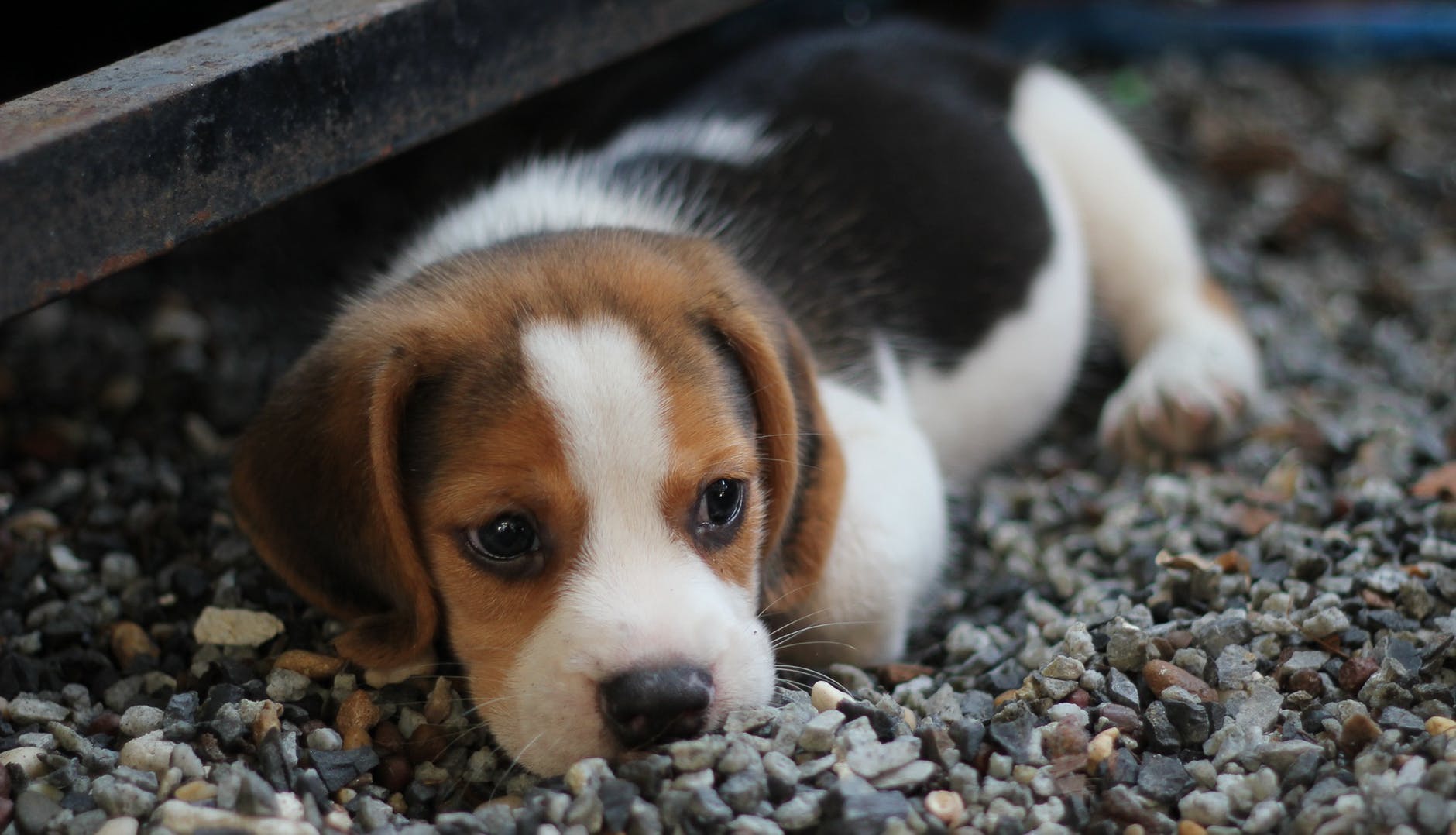 animal beagle canine close up